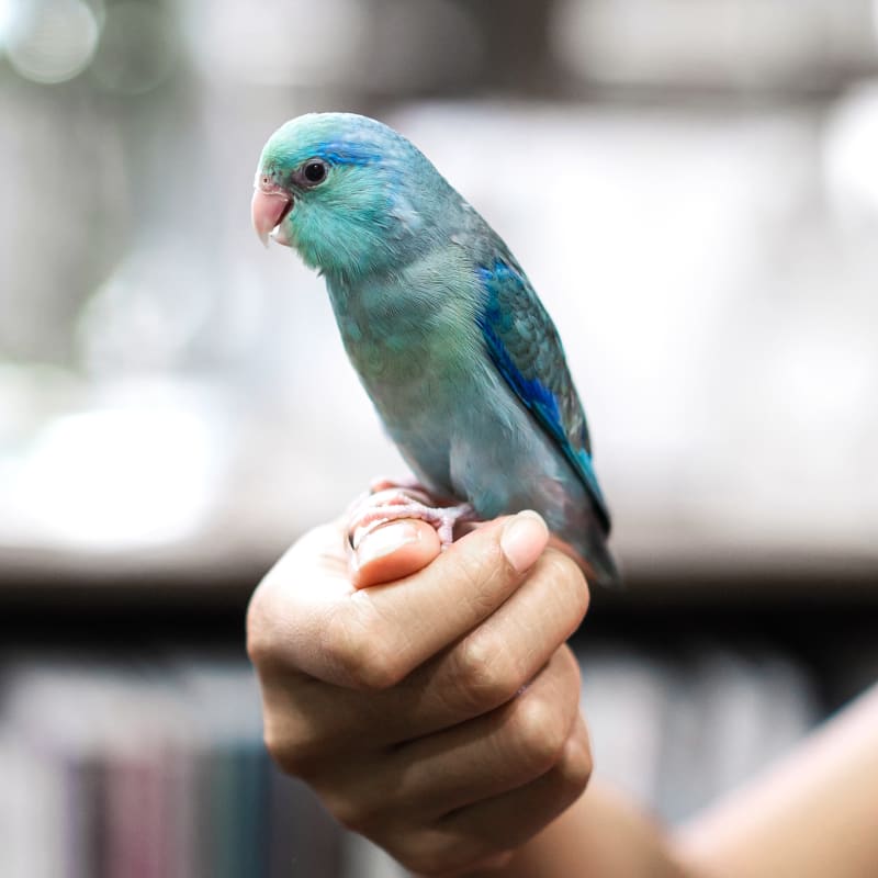 Avian & Exotic Pet Services, Capitola Veterinarians