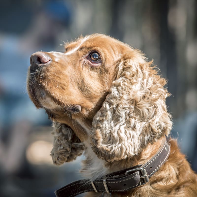 Geriatric Care for Pets, Capitola