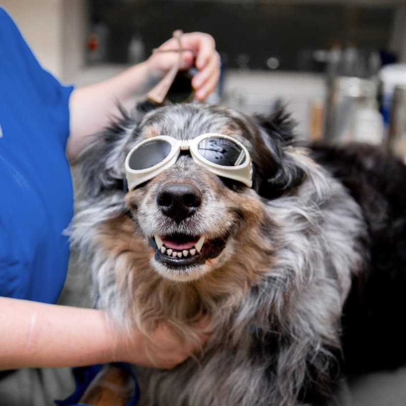 Cold Laser Therapy, Capitola Veterinarians
