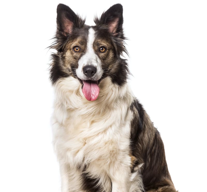 Large Dogs, Santa Cruz Veterinary Hospital